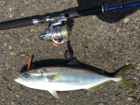 隣のエサ釣り師は爆釣